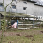 Schweine - Hof Birkengrund