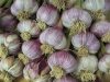 KnoblauchAnke-scaled KnoblauchAnke-scaled