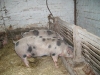 2008 Schweine