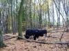 2013-10-rinder-im-wald-490-kw