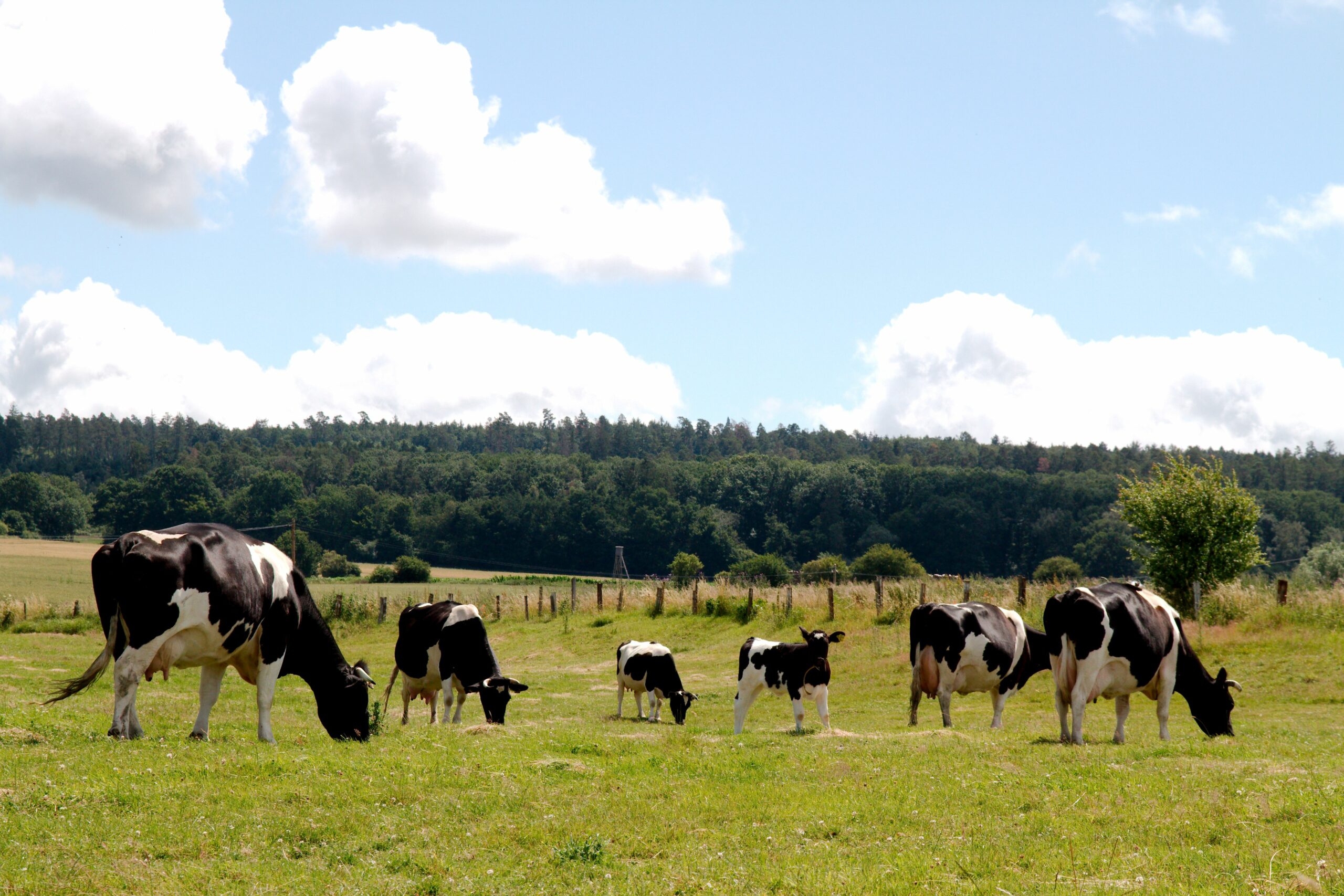 unsere schwarzbunten Niederungskühe auf der Weide